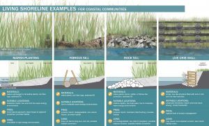 Figure: Some options for different living shorelines in coastal communities like Durham. Illustration by Liz Podowski King. Original content developed by Carolyn LaBarbiera and Liz Podowski King with support from the New York Department of State. Adapted for use by the NHDES Coastal Program.