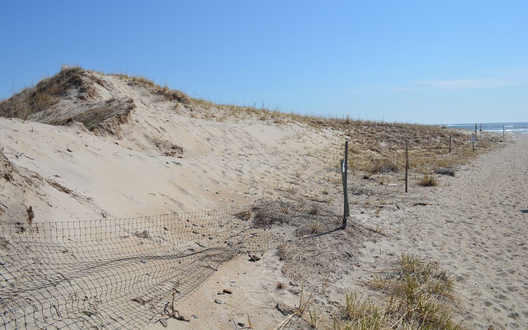 Resiliency Taking Root @ Hampton State Beach