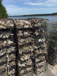Oysters in cages ready to be place on the new reef. © The Nature Conservancy